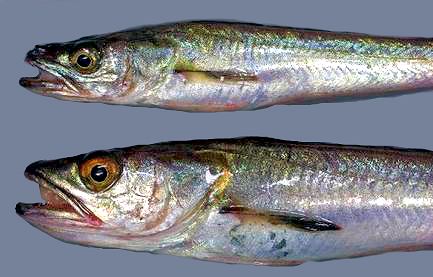 Gadiculus argenteus_022